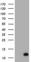 XTP4 Antibody