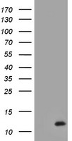 XTP4 Antibody