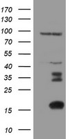 XTP4 Antibody