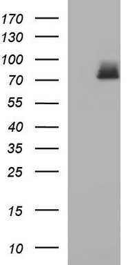 Hydroxysteroid (17 beta) Dehydrogenase 4 Antibody