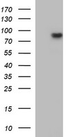 Methylmalonyl Coenzyme A mutase Antibody