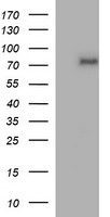 p73 Antibody