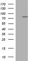 p73 Antibody