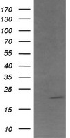 Apc11 Antibody