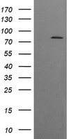 DRP1 Antibody
