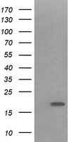 IL36 gamma Antibody