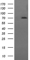 Hsc70 Antibody