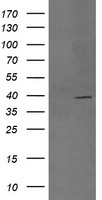 MEK3 Antibody