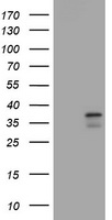 COPS6 Antibody