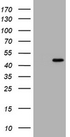 C10orf7 Antibody