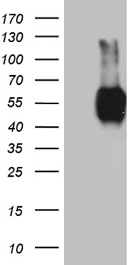 CD272 Antibody