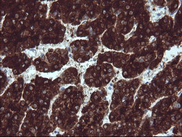 CD272 Antibody