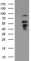 B3GNT1 Antibody