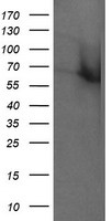 RTKN Antibody