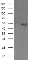 ERp57 Antibody