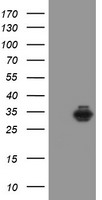 Syntenin Antibody