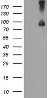 Transferrin Receptor 2 Antibody