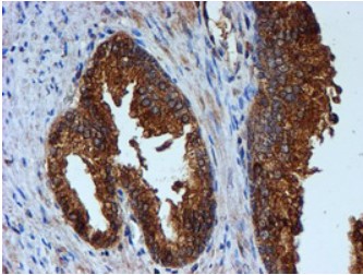 Cystatin C Antibody