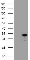 JAB1 Antibody