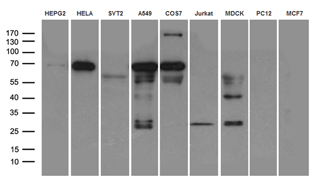 Calpain 2 Antibody