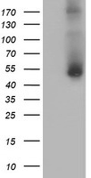 GOLPH2 Antibody