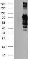 GOLPH2 Antibody
