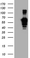 GOLPH2 Antibody