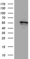 Cytochrome P450 2A6 Antibody