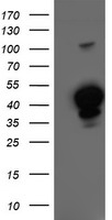 Heme oxygenase 2 Antibody