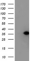 Nucleotide binding protein like Antibody