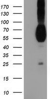 PVRL1 Antibody