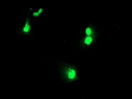 UBOX5 Antibody