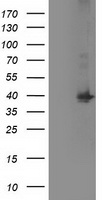 EB2 Antibody