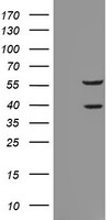 RASSF1 Antibody
