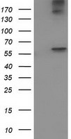 ACOT12 Antibody
