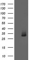 Aquaporin 1 Antibody