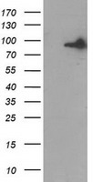 Gephyrin Antibody