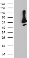 SNX8 Antibody