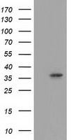 Annexin A3 Antibody