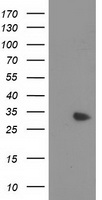 MYD88 Antibody