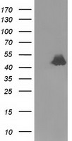 Ribonuclease Inhibitor Antibody