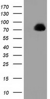 PPWD1 Antibody
