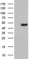 Ribonuclease Inhibitor Antibody