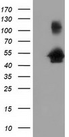 GRASP65 Antibody