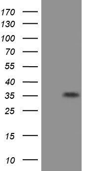 elF2 alpha Antibody