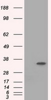 elF2 alpha Antibody
