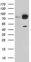 GRASP65 Antibody