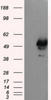SHC Antibody