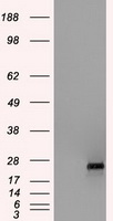 ERAB Antibody