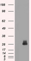 FRA1 Antibody